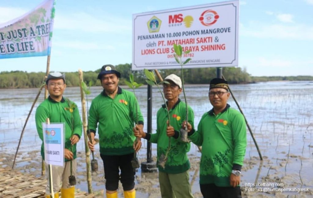 PEMKAB GRESIK BERSAMA PT. MATAHARI SAKTI TANAM 10 RIBU MANGROVE DI MENGARE