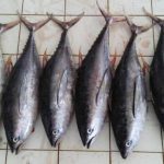 Cara Praktis Bersihkan Ikan Tongkol